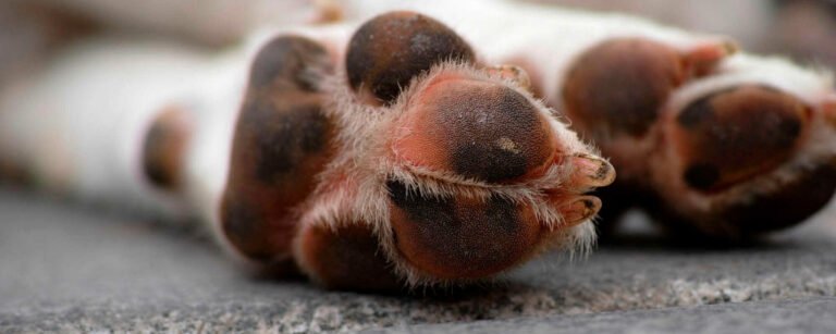 Aujeszkysche Krankheit Hund – Symptome, Übertragung, tödlicher Verlauf, Wildschwein-Risiko & Faktencheck 2026 aujeszkysche krankheit hund